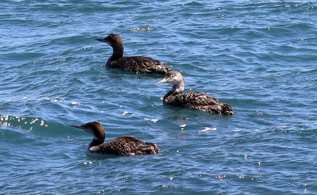 Common Loon - ML620381557