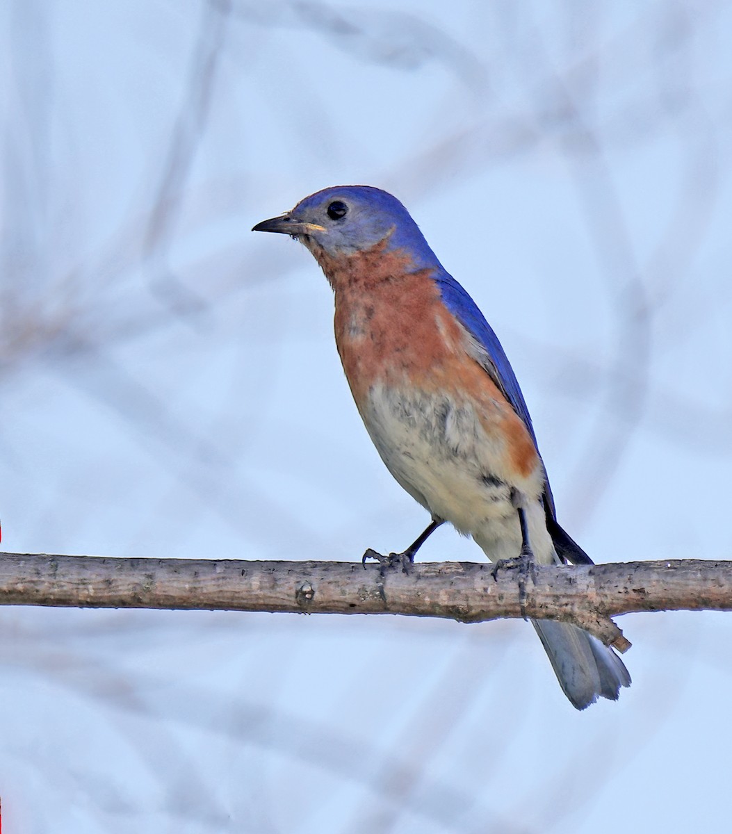 Eastern Bluebird - ML620381562