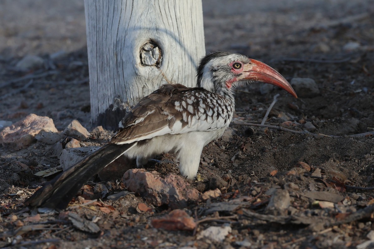 Southern Red-billed Hornbill - ML620381564