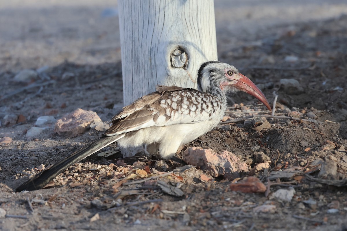 Southern Red-billed Hornbill - ML620381566