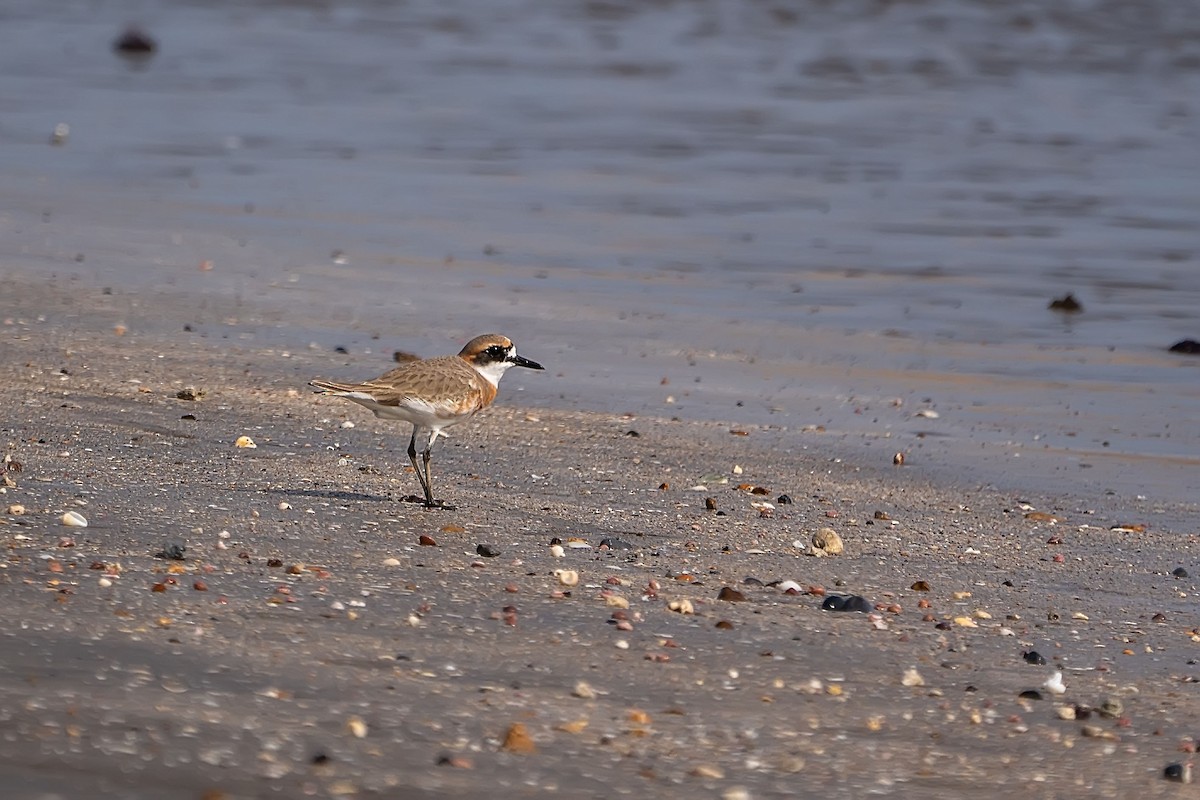 Greater Sand-Plover - Núria Ferrer Barbany