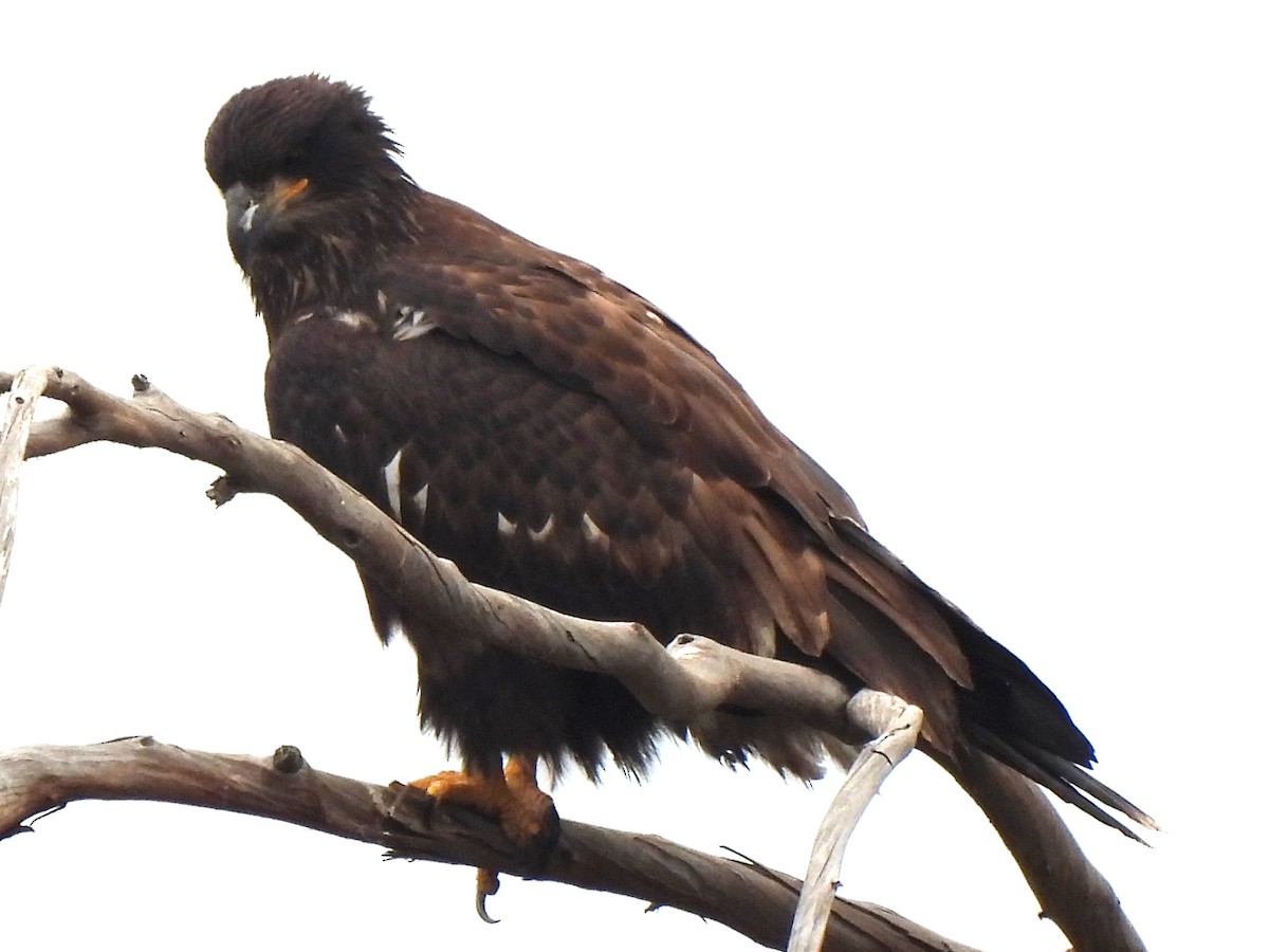 Weißkopf-Seeadler - ML620381588