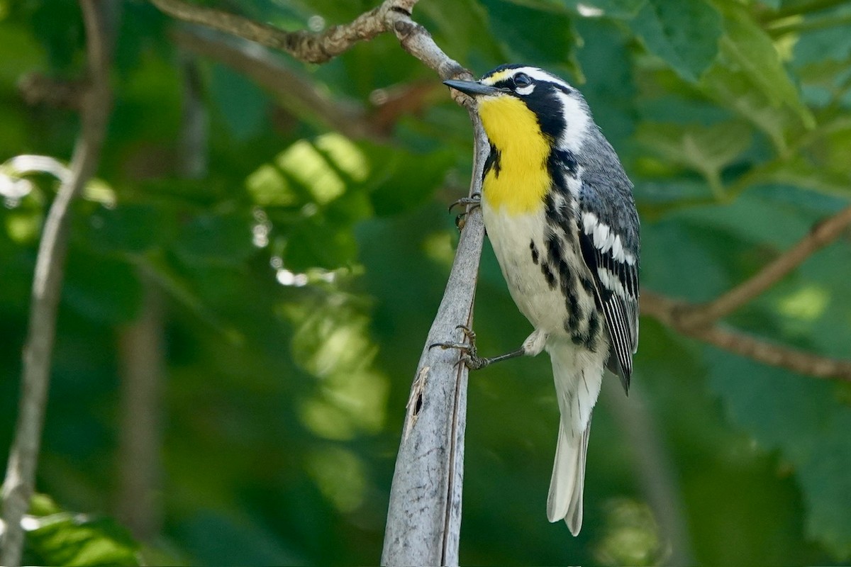 Yellow-throated Warbler - ML620381609