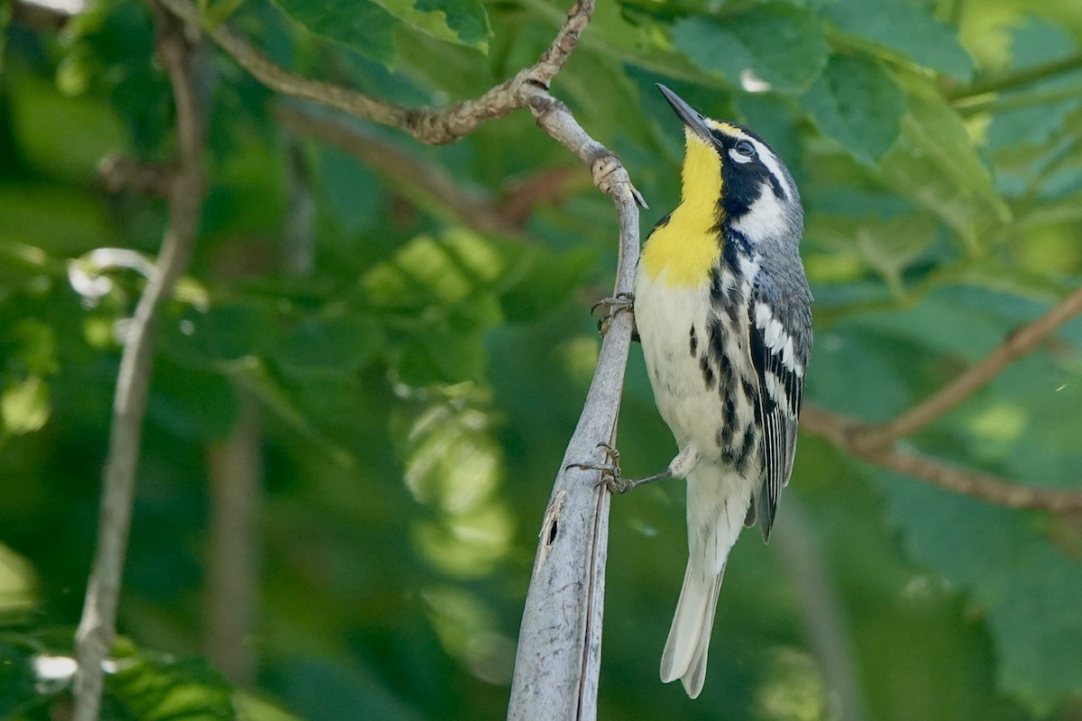 Yellow-throated Warbler - ML620381610