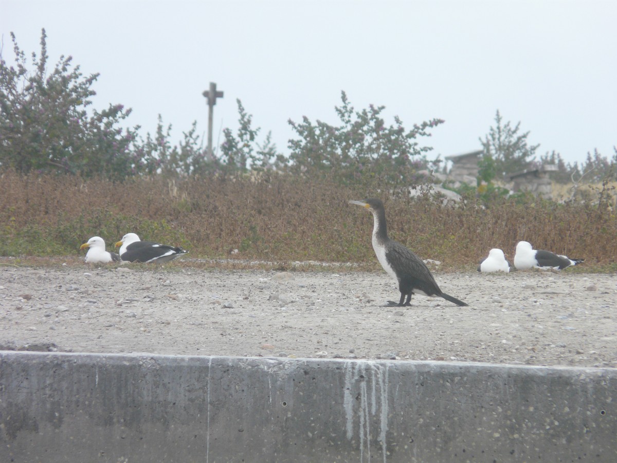 Great Cormorant (White-breasted) - ML620381616