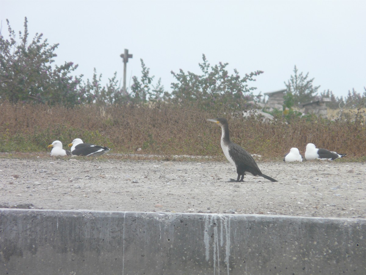 Cormorán Grande (ventriblanco) - ML620381616