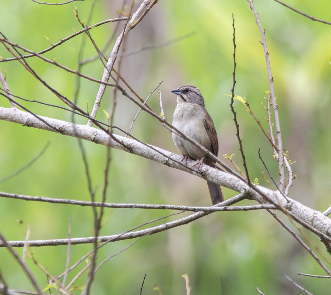 Rusty Sparrow - ML620381627