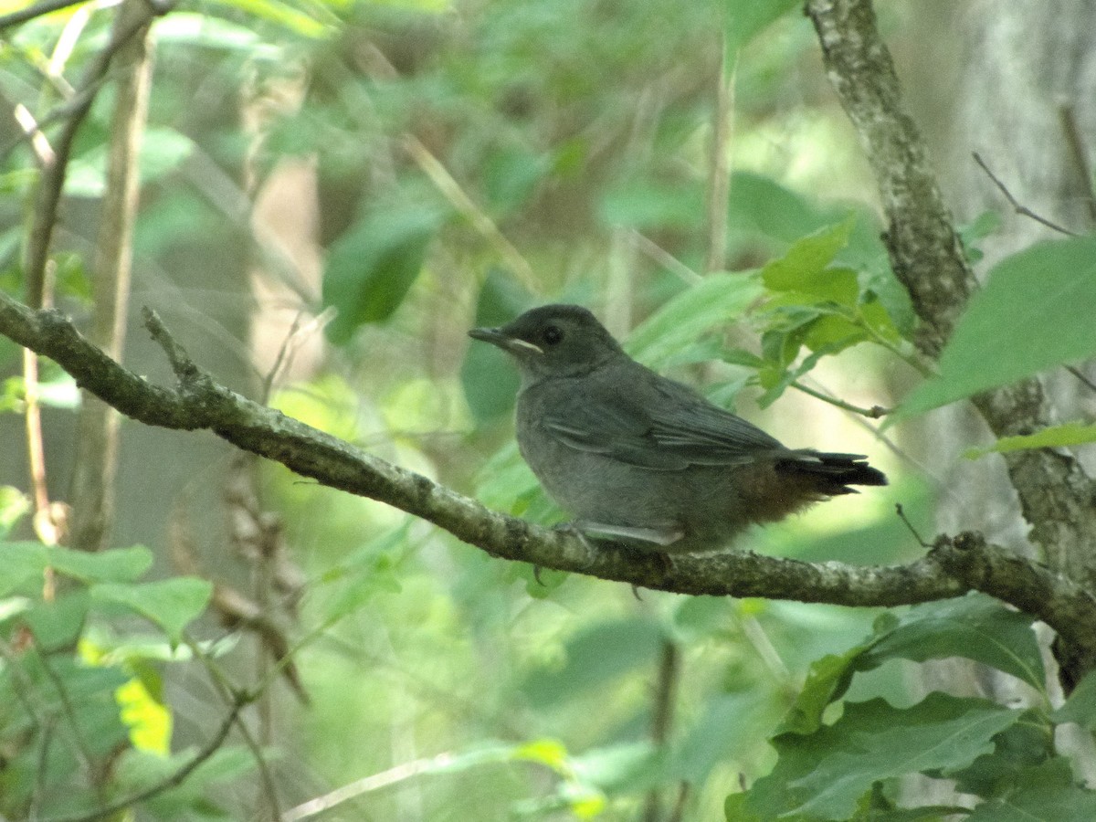 Gray Catbird - ML620381650