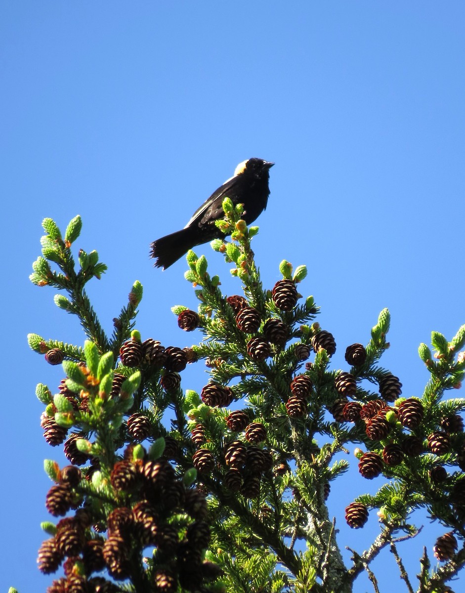 bobolink americký - ML620381657