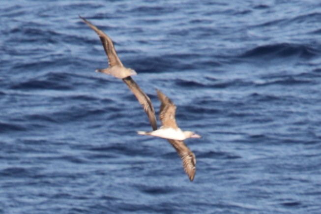 Red-footed Booby - ML620381658