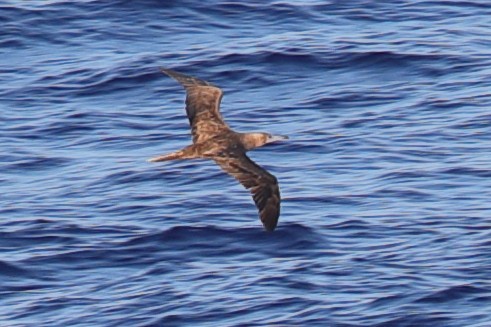 Red-footed Booby - ML620381659