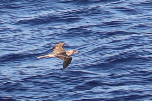 Red-footed Booby - ML620381660