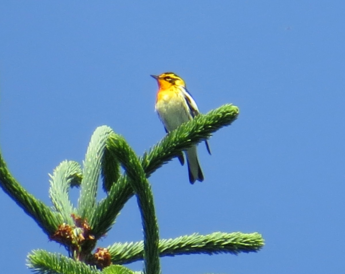 Blackburnian Warbler - ML620381668