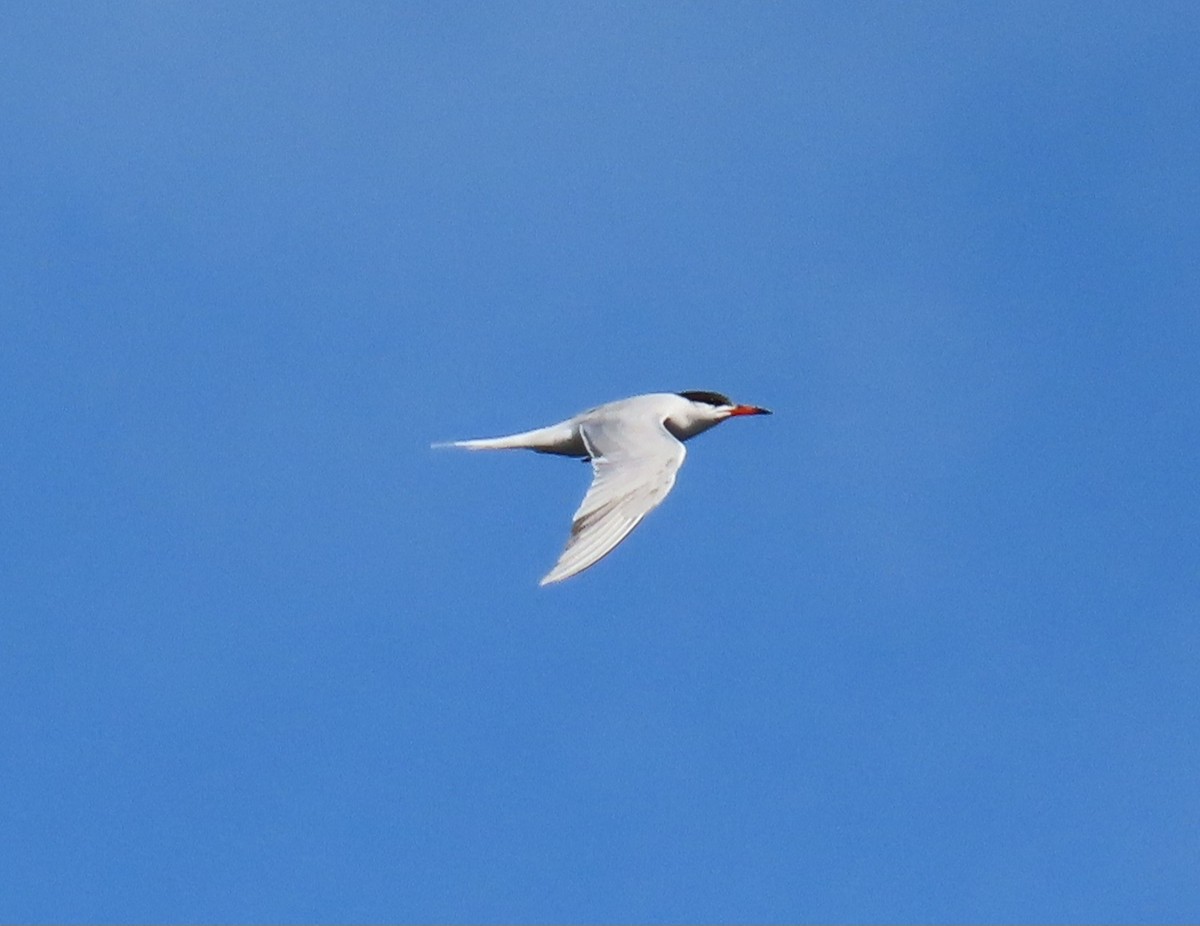 Common Tern - ML620381684