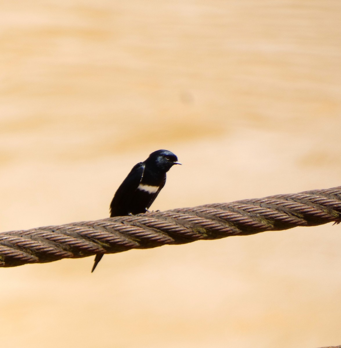 White-banded Swallow - ML620381698