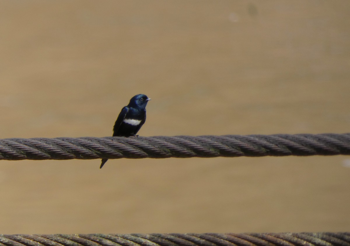White-banded Swallow - ML620381699