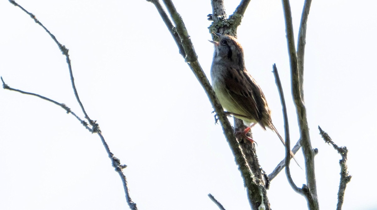 Swamp Sparrow - ML620381706