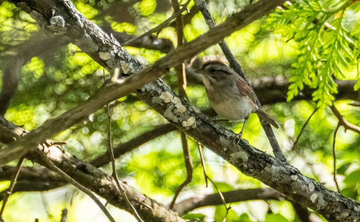 Swamp Sparrow - ML620381707