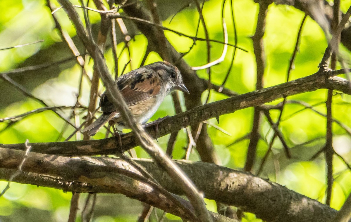 Swamp Sparrow - ML620381708