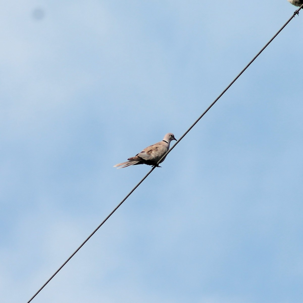 Eurasian Collared-Dove - ML620381710