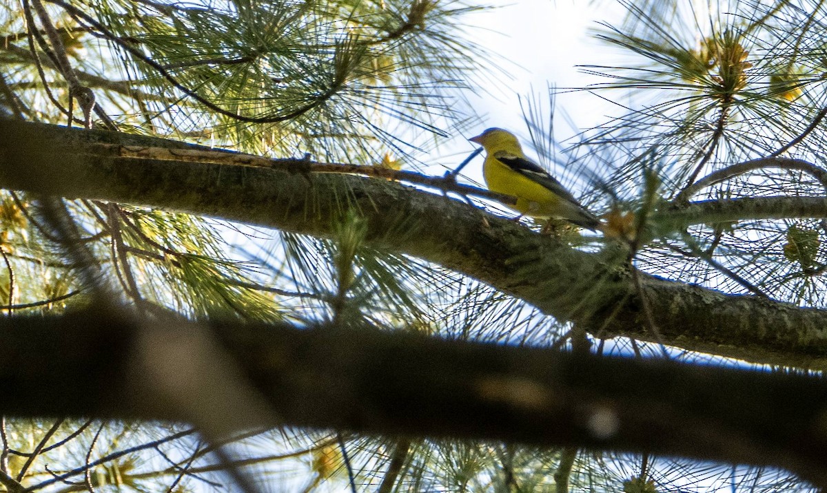 American Goldfinch - ML620381711