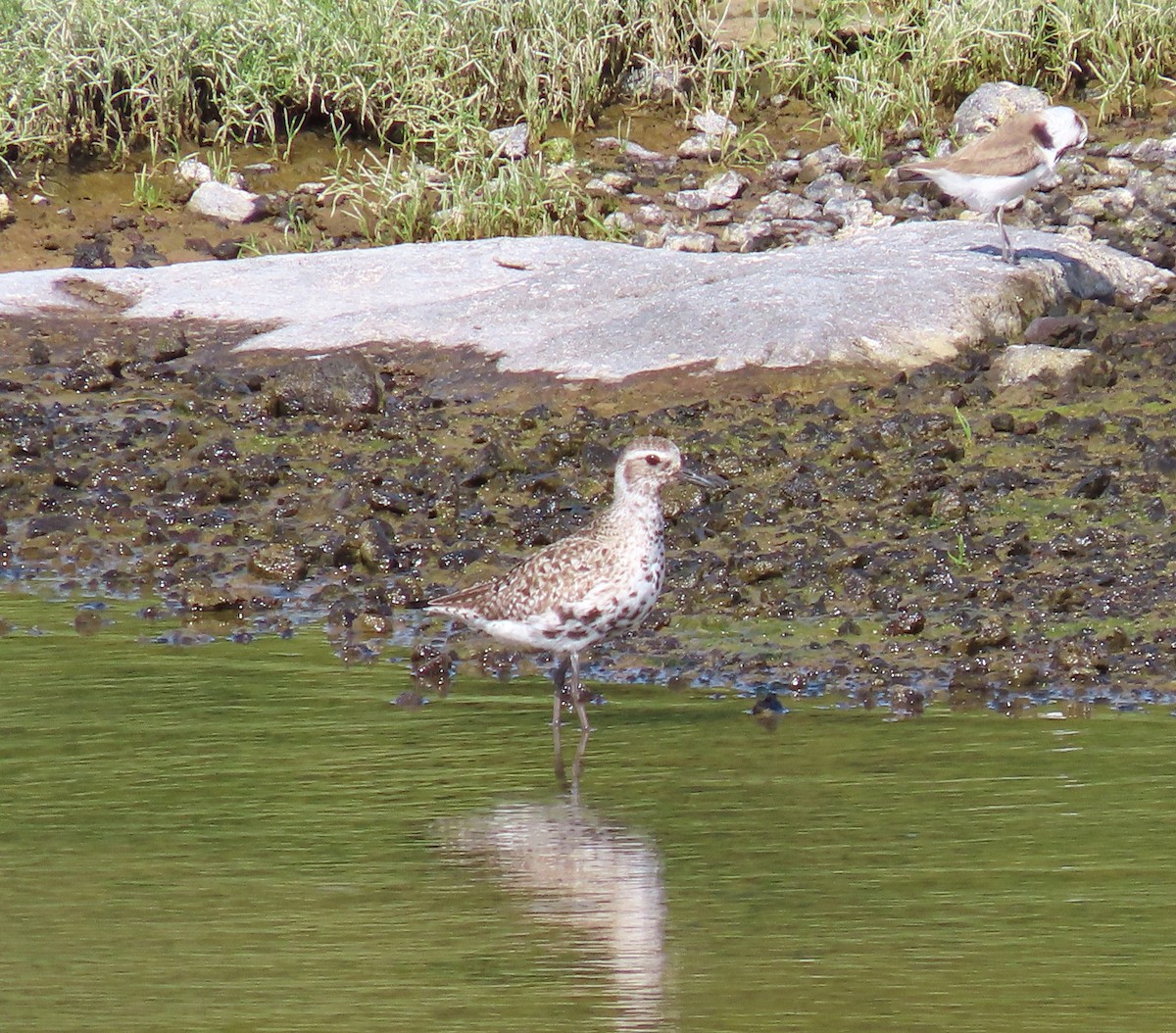 Black-bellied Plover - ML620381715