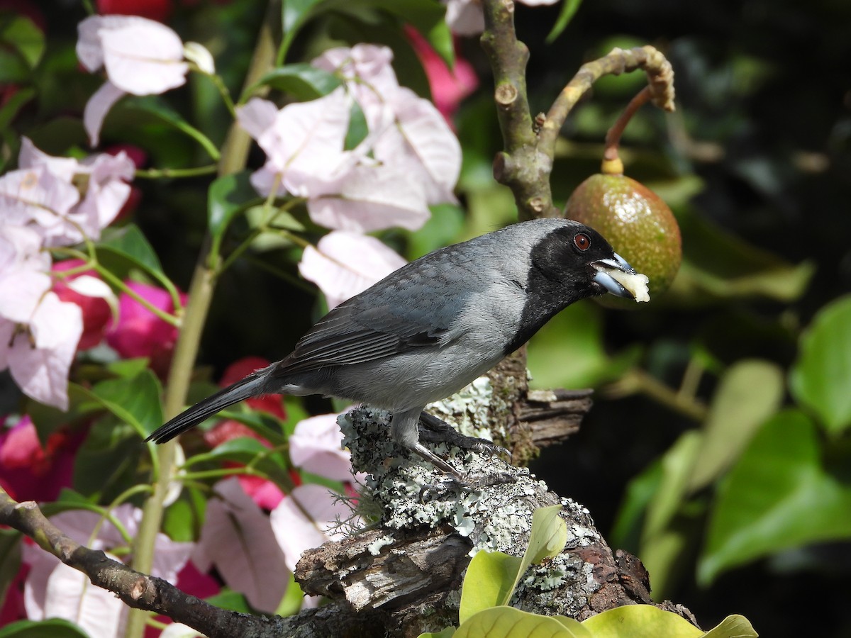 Black-faced Tanager - ML620381716