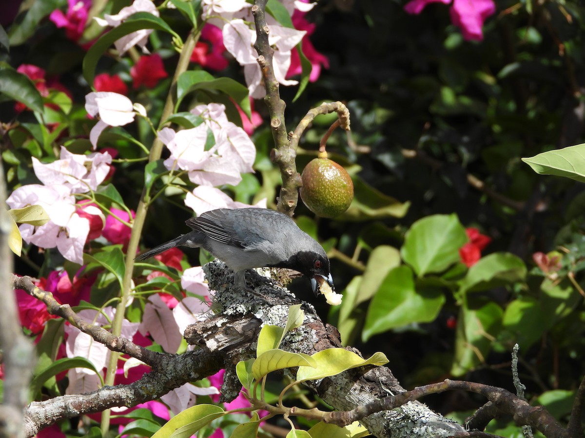 Black-faced Tanager - ML620381717