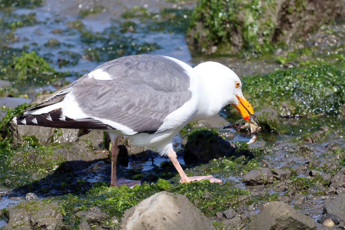 Western Gull - ML620381719