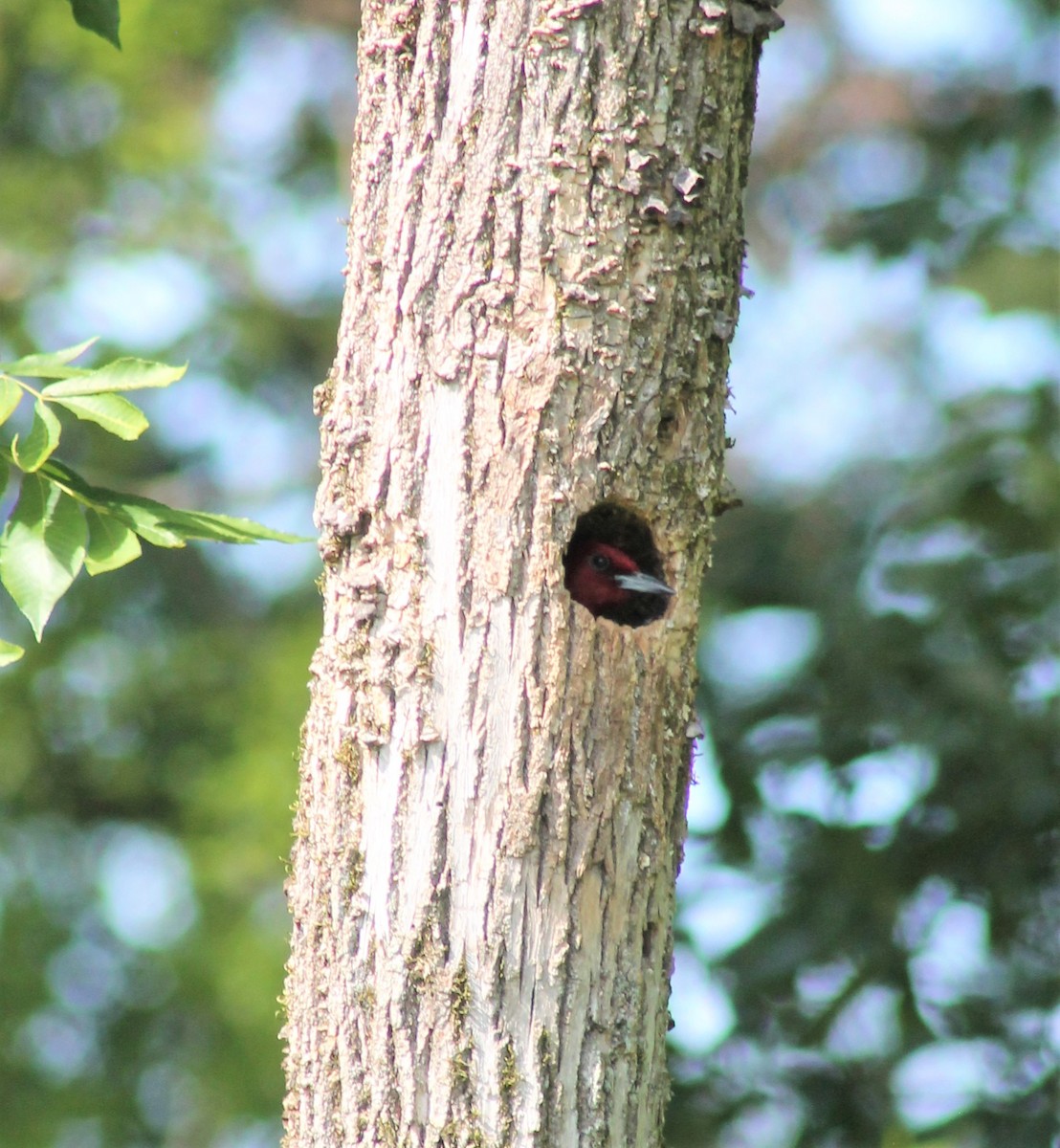 Red-headed Woodpecker - ML620381731