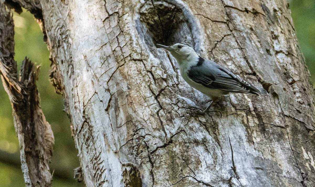 White-breasted Nuthatch - ML620381734
