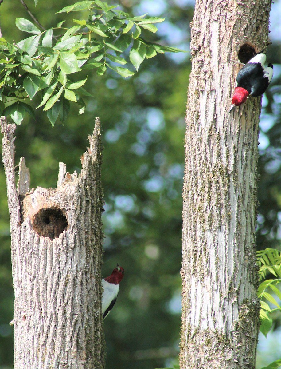 Red-headed Woodpecker - ML620381749