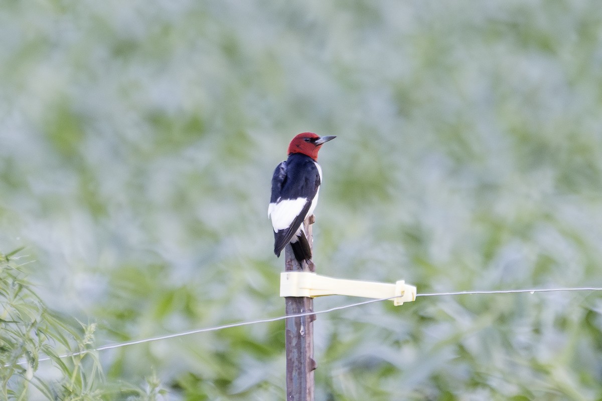 Pic à tête rouge - ML620381753