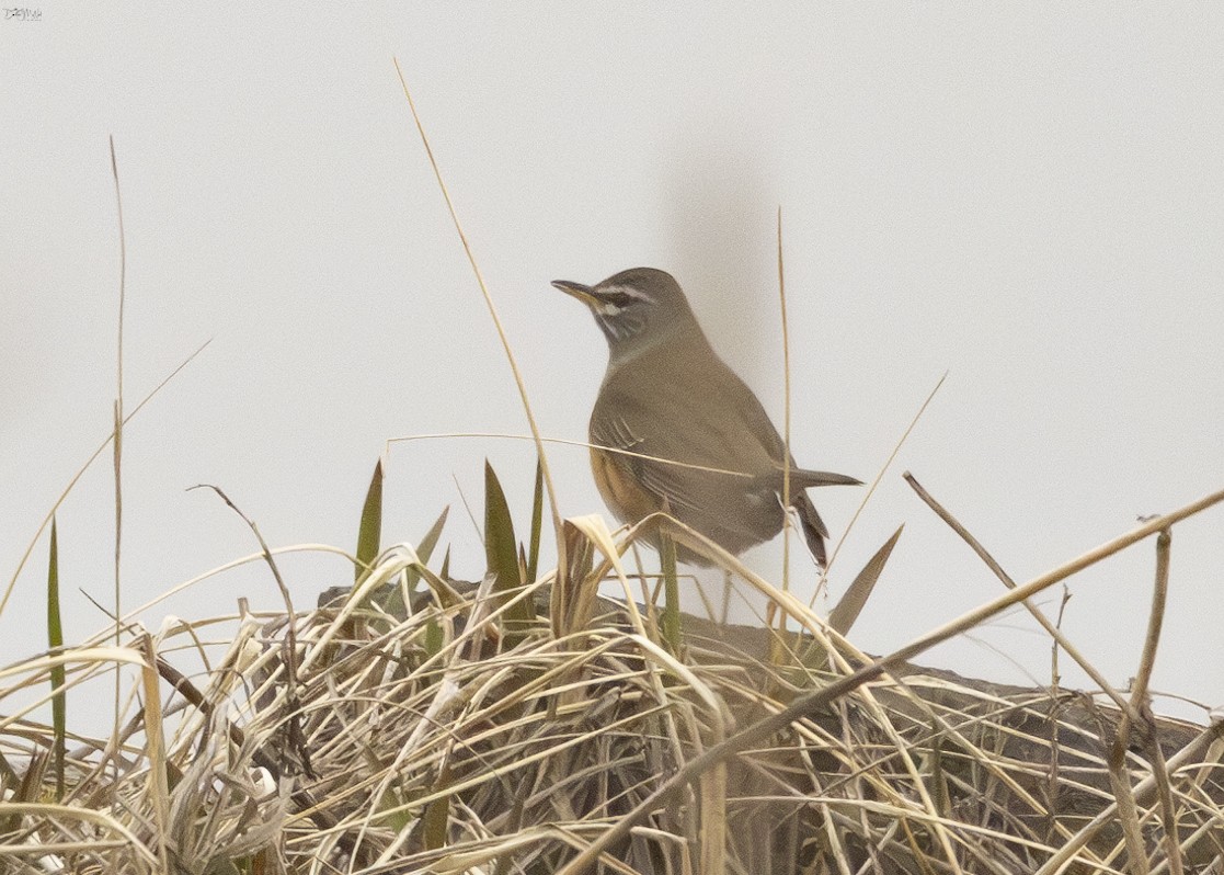 Eyebrowed Thrush - ML620381756