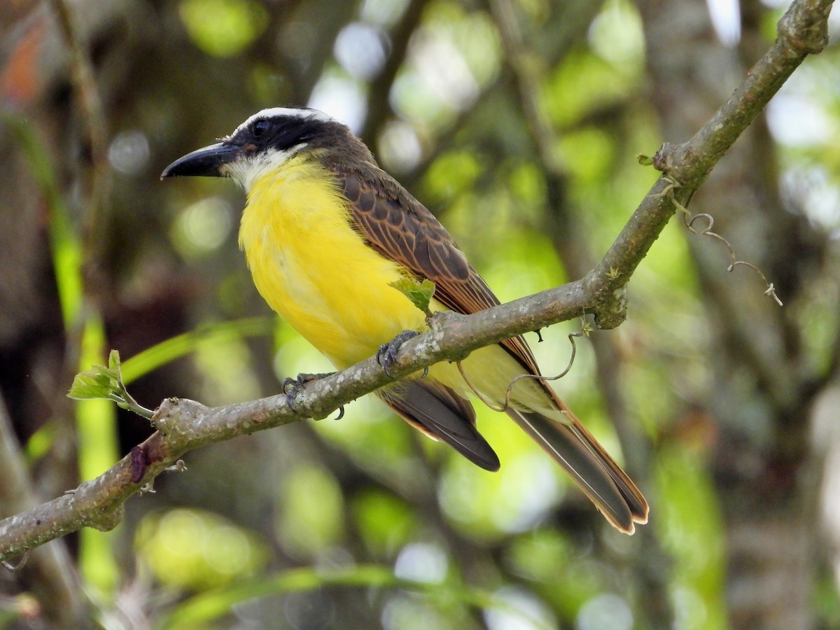 Boat-billed Flycatcher - ML620381757