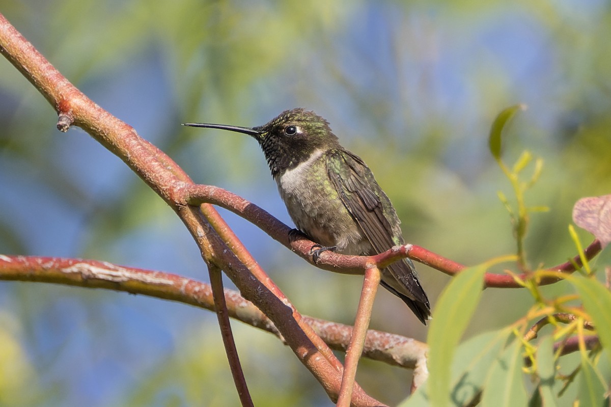 Black-chinned Hummingbird - ML620381758