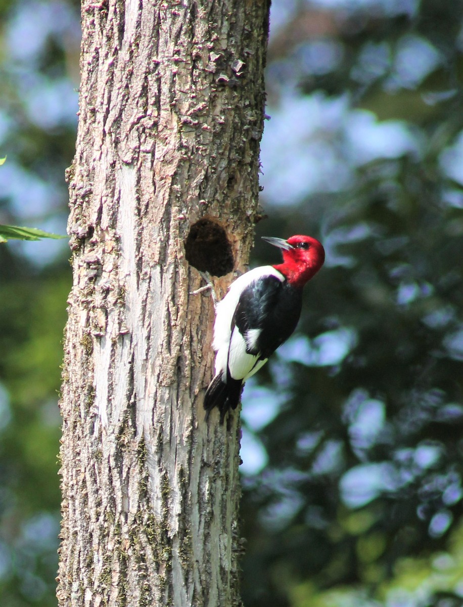 Red-headed Woodpecker - ML620381762