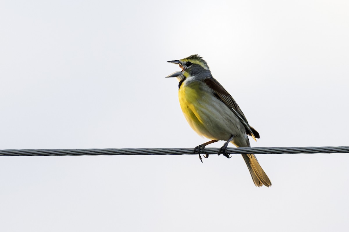 Dickcissel d'Amérique - ML620381763