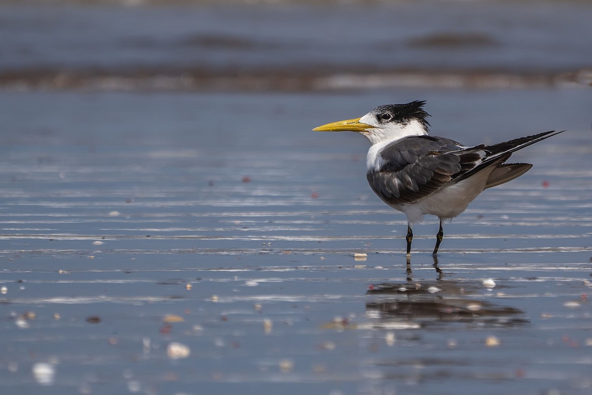 Great Crested Tern - ML620381764