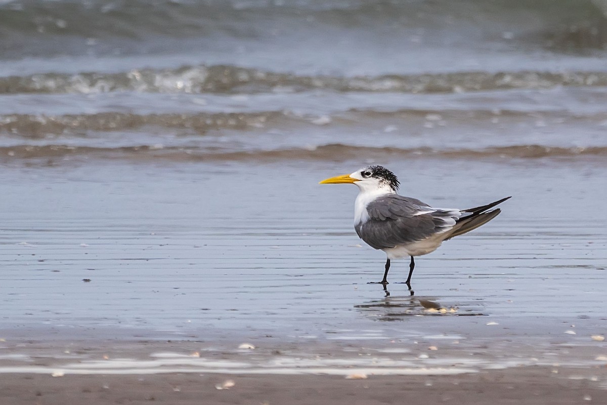 Great Crested Tern - ML620381765