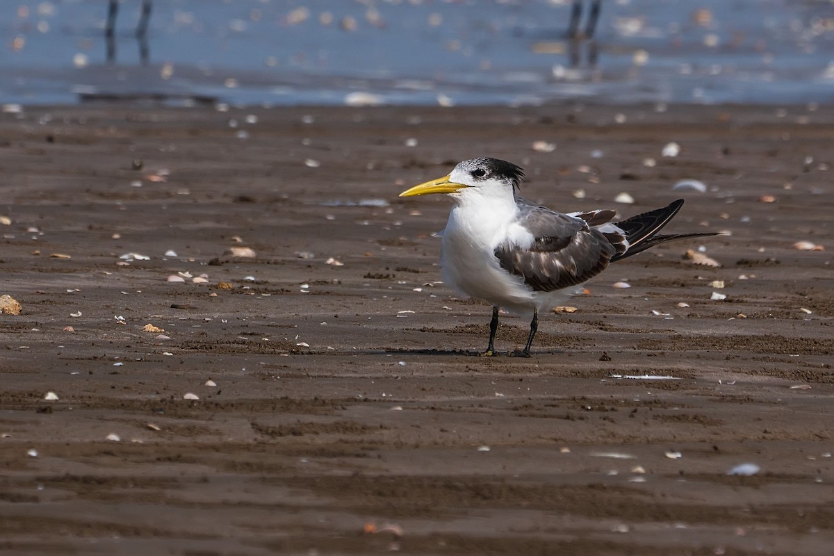 Great Crested Tern - ML620381766