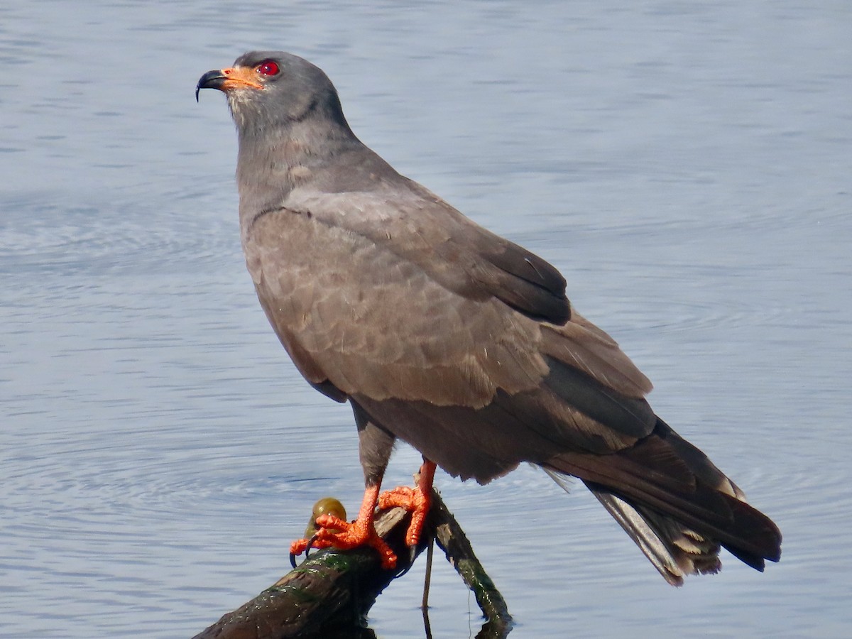 Snail Kite - Lloyd Davis