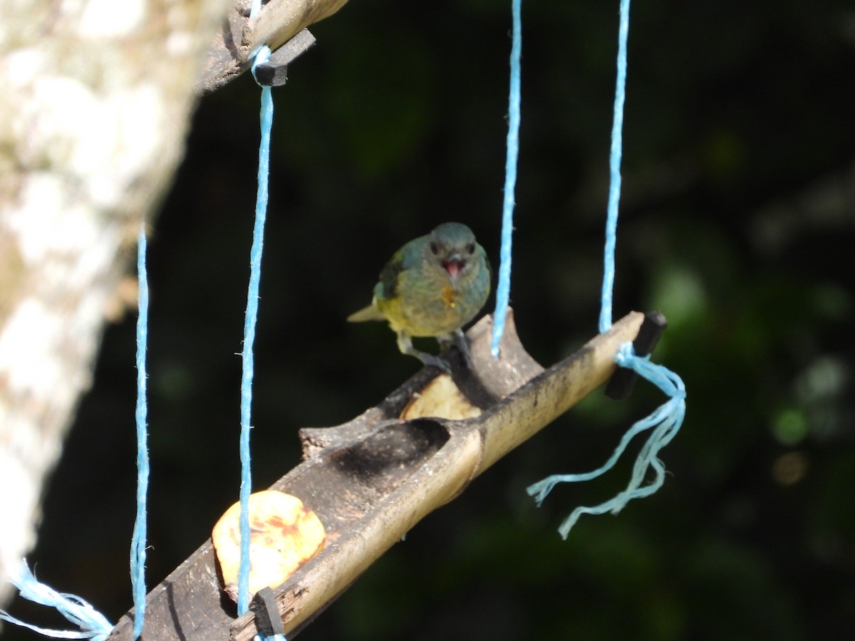 Black-headed Tanager - ML620381768