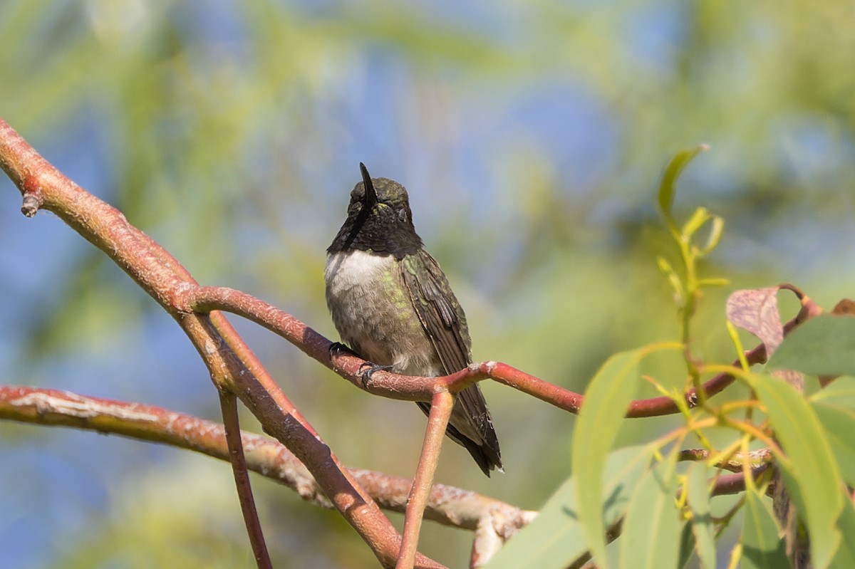 Black-chinned Hummingbird - ML620381781