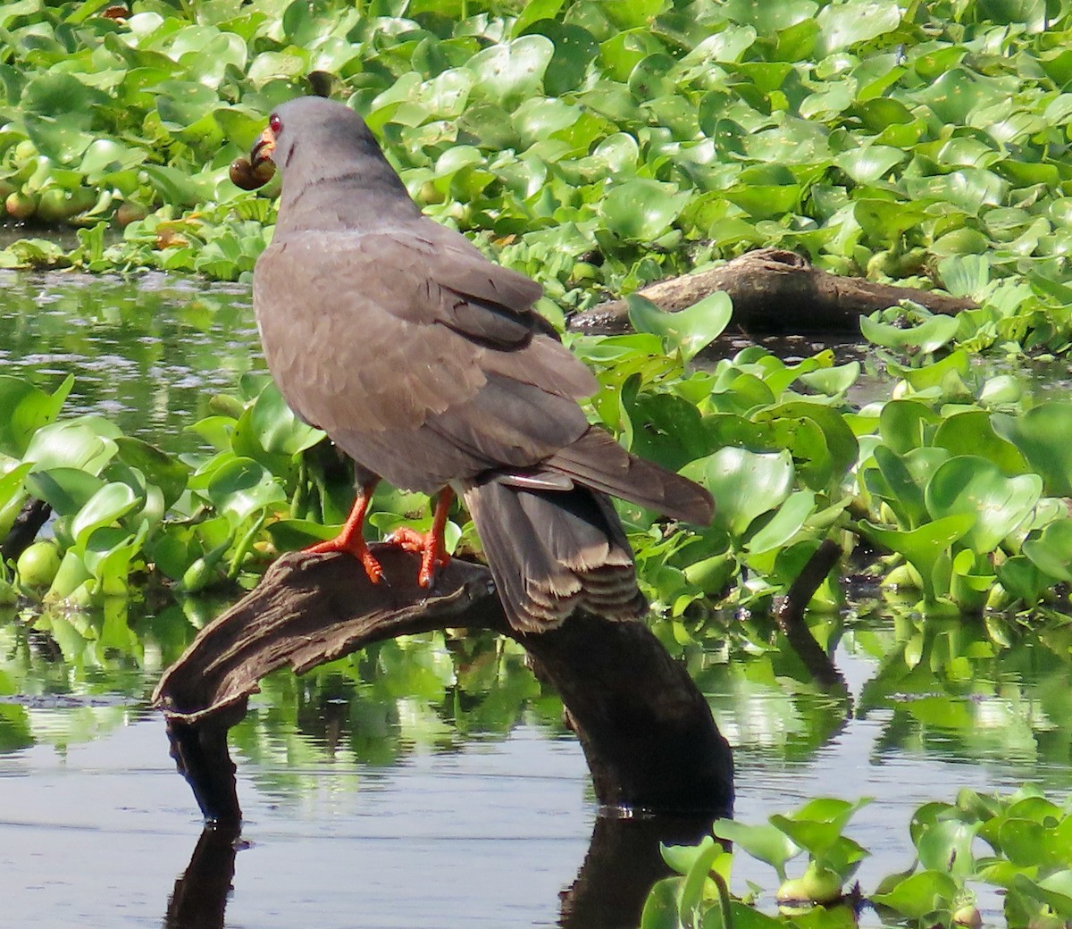 Snail Kite - ML620381786