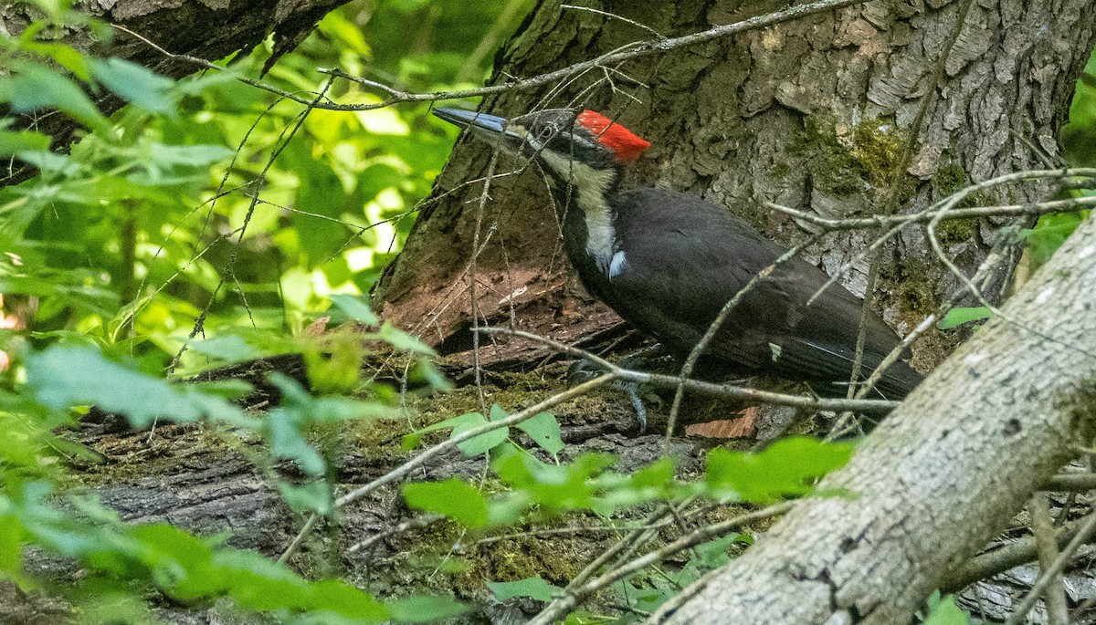 Pileated Woodpecker - ML620381787