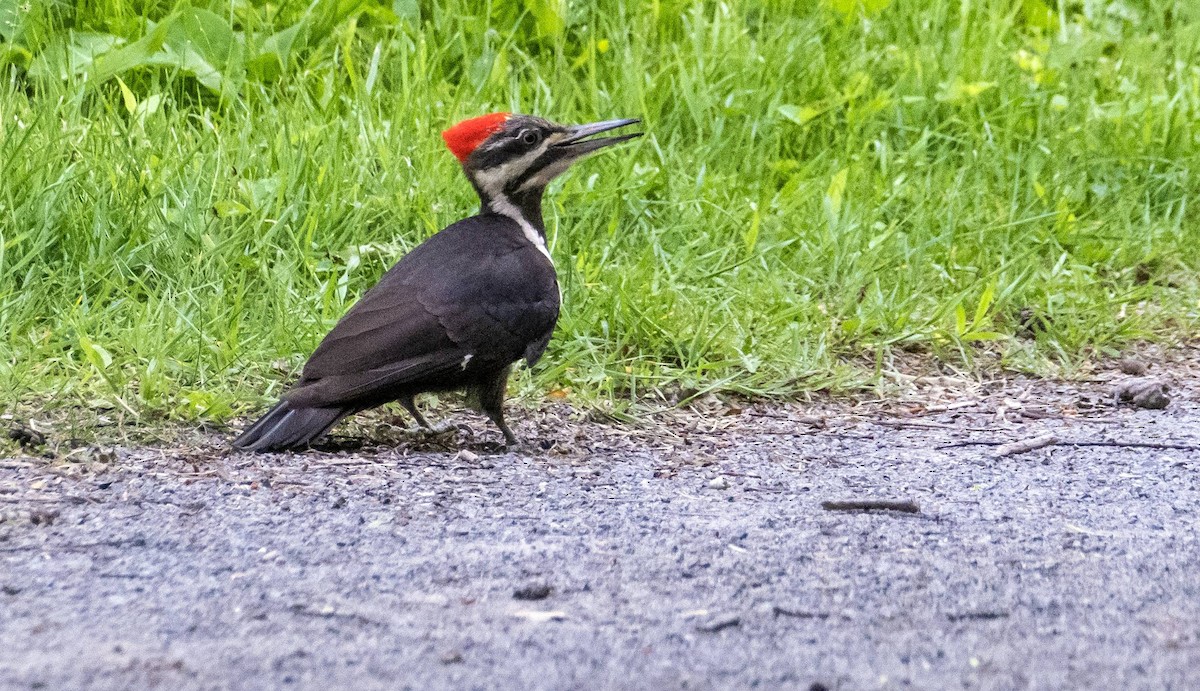 Pileated Woodpecker - ML620381788