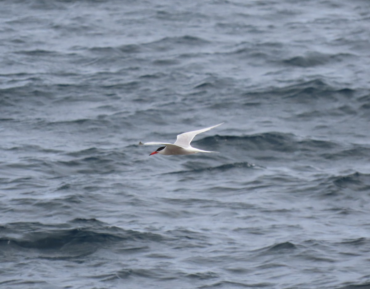 Common Tern - ML620381790