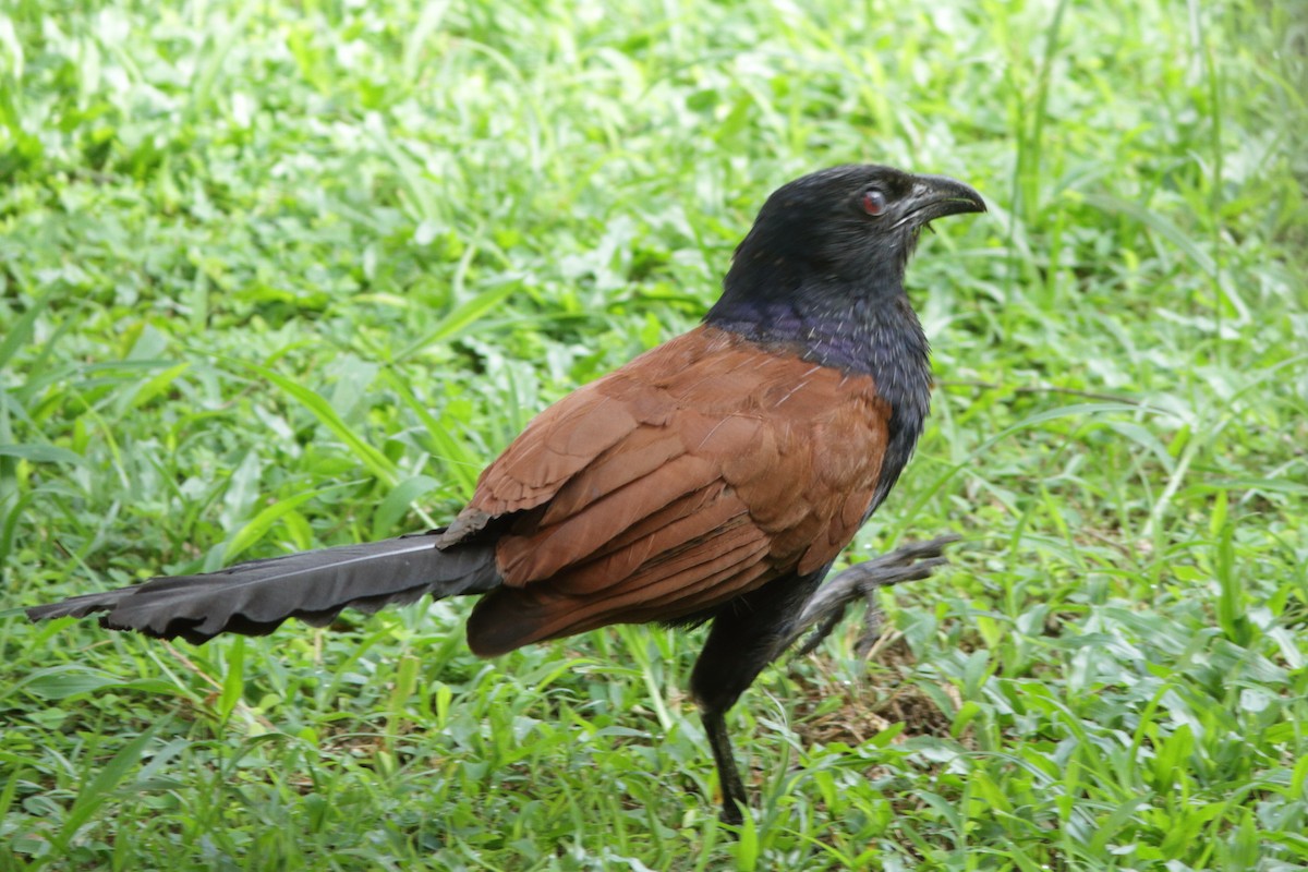 Greater Coucal - ML620381791