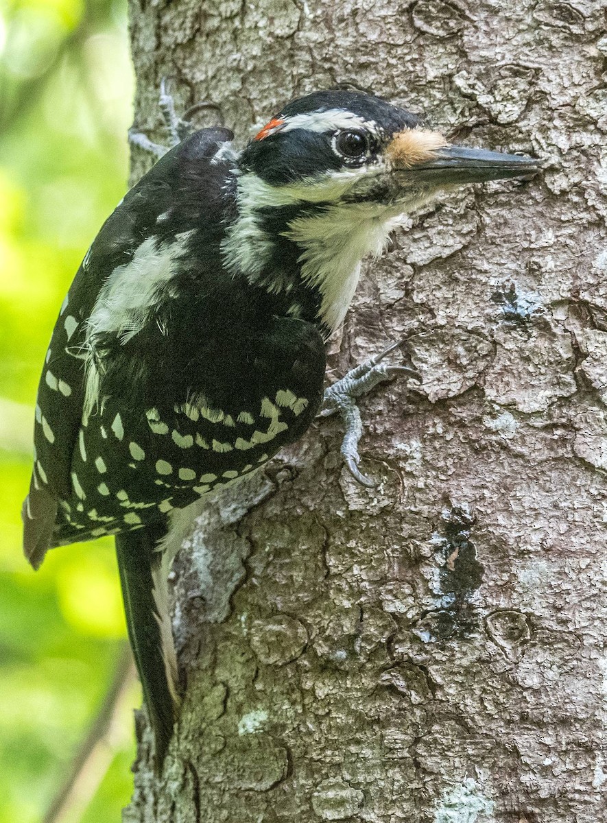 Hairy Woodpecker - ML620381793